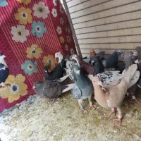 پلاکی،رنگی،دورگ|پرنده|لنجان, |دیوار