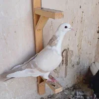 دم سفیدکلاغ طوقی سبزبوم زدوخوردجفتگاه.|پرنده|مشهد, خین عرب|دیوار