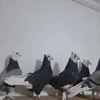 پلنگ بازیکن