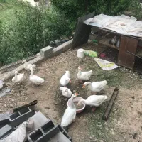 غازسفیداکراینی