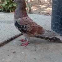 کفتر|پرنده|دلند, |دیوار