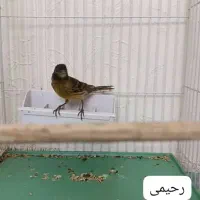 گلبسر قناری دهن کامل سهره معاوضه|پرنده|اصفهان, گرکان|دیوار