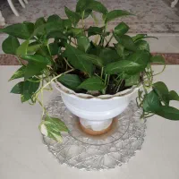 فروش گلهای آپارتمانی با قیمت مناسب