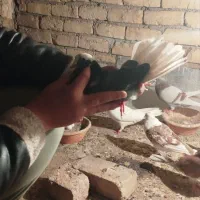 کفتر یا کبوتر|حیوانات|قم, ولیعصر|دیوار