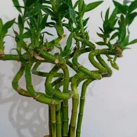 فروش پتوس ،بامبو.خاکبرگ و عود|گل و گیاه طبیعی|خورموج, |دیوار