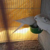 عروس هلندی البینو|پرنده|شیروان (خراسان), |دیوار