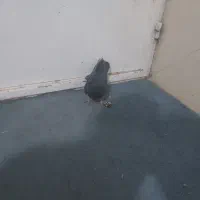 کبوتر|پرنده|رفسنجان, |دیوار