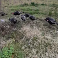 بوقلمون نر|حیوانات مزرعه|احمدسرگوراب, |دیوار