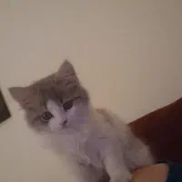 واگذاری گربه