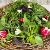 سبزی خوردی پاک شده