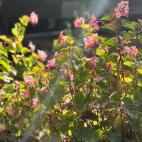 درخچه‌های زیبا و گلدار برای تزیین فضای شما