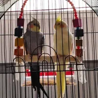 عروس هلندی مولد