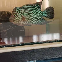 2تا ماهی فلاور کامفا|ماهی|ری, شهادت|دیوار