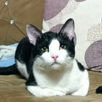 واگذاری گربه به شرط انجام شرایط