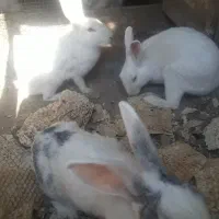 خرگوش ها همه اوس یا بچه دارن ۸ عدد ماده ۲ نر هستن|موش و خرگوش|میناب, |دیوار