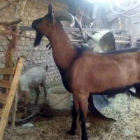 بز آلپاین شیری|حیوانات مزرعه|رفسنجان, |دیوار