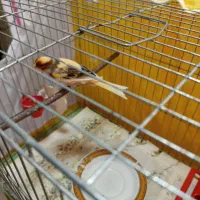 قناری نر مست آماده جفت