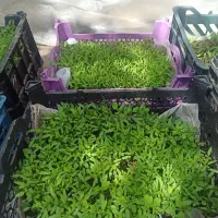 نشا گوجه درجه یک