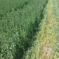 یونجه درجه یک|حیوانات مزرعه|دورود, |دیوار