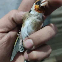 سهره جوجه قفس نشانه دار|پرنده|کرمانشاه, |دیوار