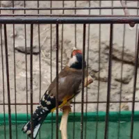 سهره نر خوش آواز|پرنده|سقز, |دیوار