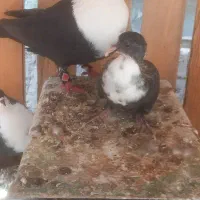 جفت زاغ ریش