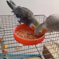 سه عروس هلندی و دو فنچ|پرنده|لاهیجان, لاشیدان|دیوار