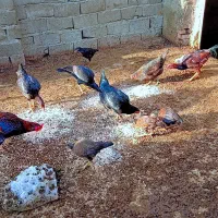 فروش ۵عدد فریح ۳عدد خروس