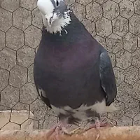 کفترهای پرشی و بازیدار|پرنده|اسکو, |دیوار