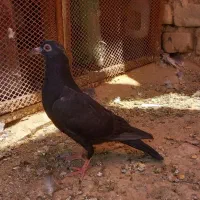 دو کفتر نر پرشی  دون خور
