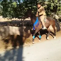 اسب ترکمن آبستن