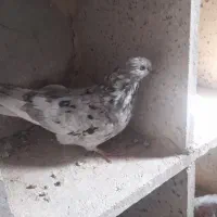 سهره کبوتر شازده زرد سیاه سرور نوک قناری سبز