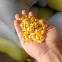 ذرت برزیلی  درجه یک و خوراک دام