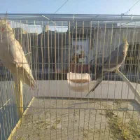 جفت عروس پاریس