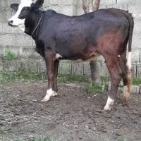 لیشه چالوسی گوساله گاو|حیوانات مزرعه|رشت, پل تالشان|دیوار