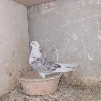 کبوتر|پرنده|محمدشهر, محمدشهر|دیوار