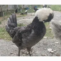 مرغ و خروس لهستانی|حیوانات مزرعه|امامزاده عبدالله, |دیوار