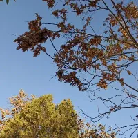 کارت ملی گم کردم