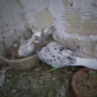 کفتر۰معاوضه