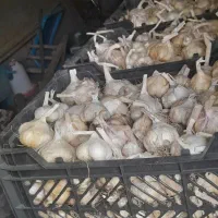 سیر|خوردنی و آشامیدنی|تویسرکان, |دیوار