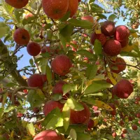 نهالستان مهندس قاسمی تولید کننده انواع نهال دیرگل