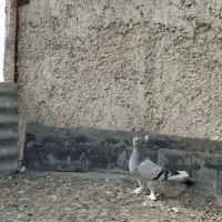 کبوتر ماده|پرنده|شیراز, گلکوب|دیوار