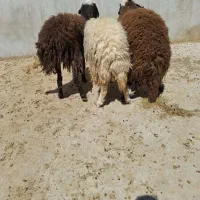 ۳ کاور افشاری ماده کیلویی یک میلیون ۱۵۰هزار