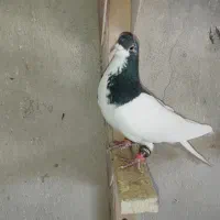 شهری خوب|پرنده|شیراز, شهرک بهار|دیوار