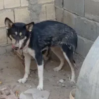 سگ ژرمن هاسکی نر و ماده|سگ|مبارکه, |دیوار