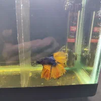 ماهی فایتر نژاد دار مناسب تکثیر|ماهی|سنندج, |دیوار