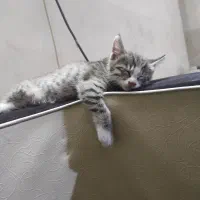 واگذاری بچه گربه