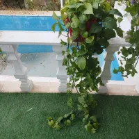 گیاه پتوس سالم وشاداب