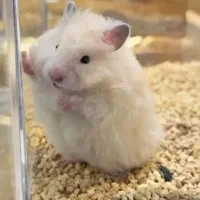 همستر|موش و خرگوش|شیراز, صاحب الزمان|دیوار