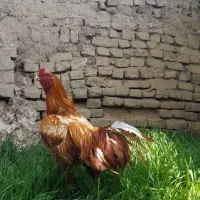 خروس لاری اصیل